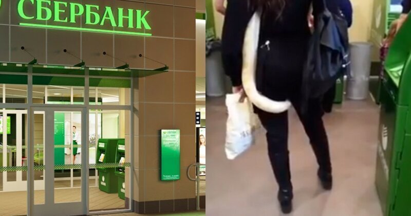 "С подружкой пришла!": в банке Черкесска заметили посетительницу со змеей между ног