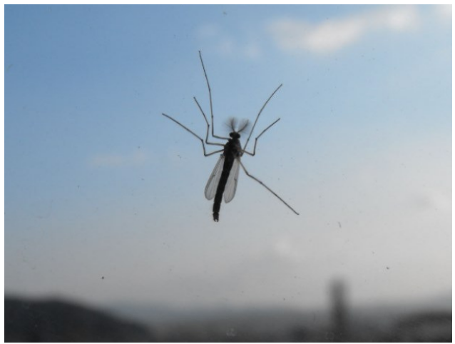 В Молдове ожидается нашествие комаров, заражающих глистами и малярией