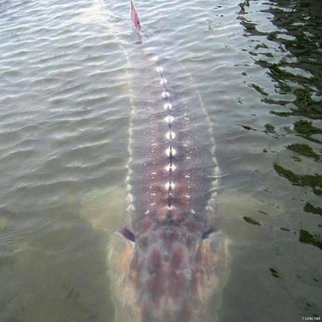 Осетр — большая рыба, длина туловища крупных видов может достигать 6 метров