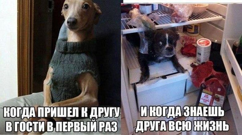 Прикольные и смешные картинки