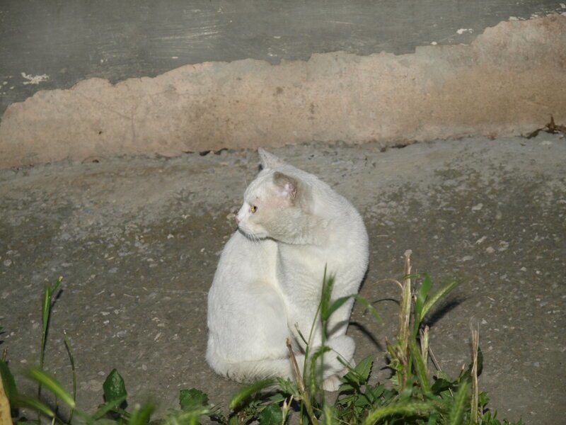 Крымские коты