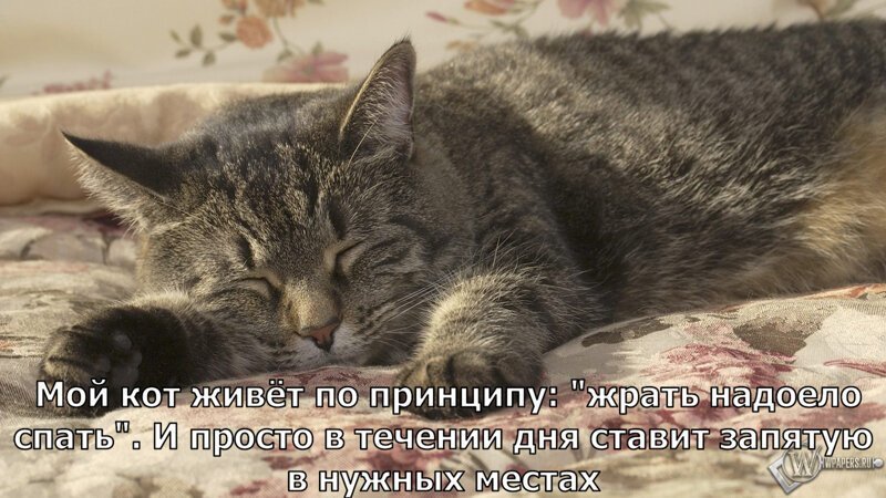 Без кота и жизнь не та