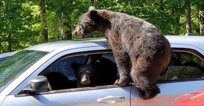 Мужчина оставил машину у леса, и медвежата преподали ему ценный урок