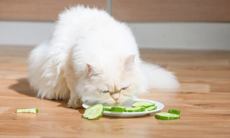 Почему кошки едят огурцы