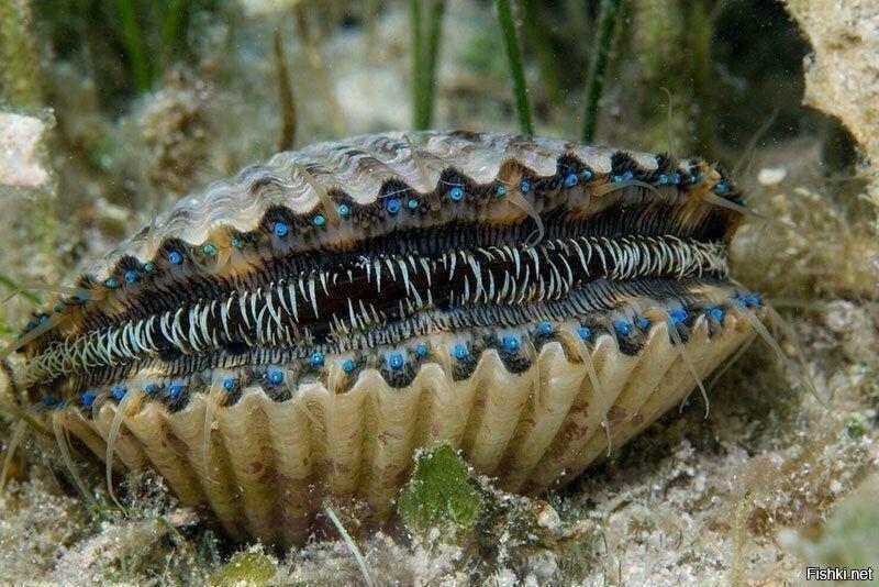 На фото морской гребешок, а синие точки по краю раковины - его глаза, которых...