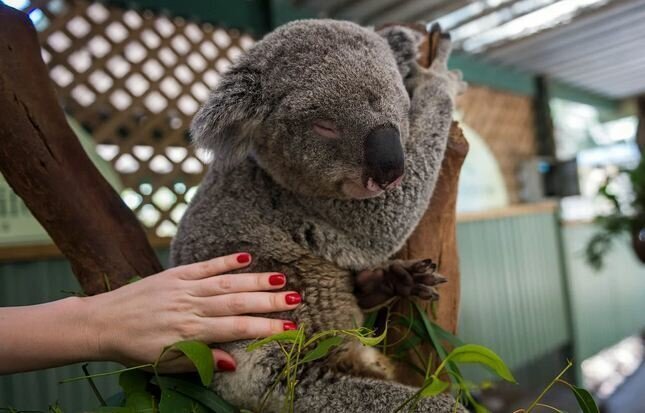 Найден способ, благодаря которому можно спасти коал от вымирания