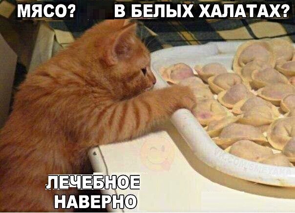 Котопост