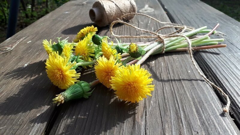 Одуванчики из самозастывающей флористической глины