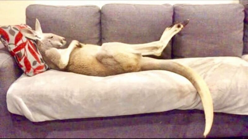 Лежебока Руфус: домашний кенгуру, который любит валяться на диване