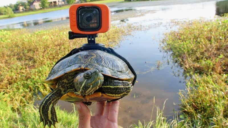 Парень прикрепил GoPro к черепахе и получил невероятные кадры