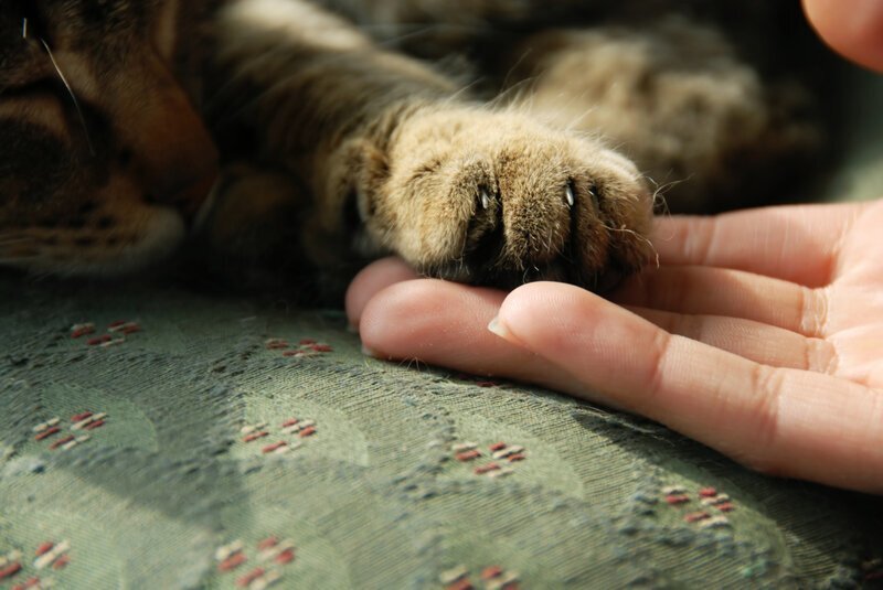 Пушистый массажист, или Почему кошки делают массаж?