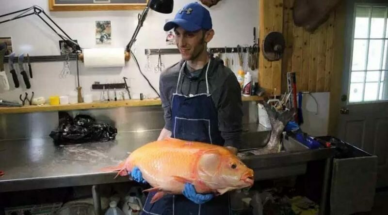 Рыбак из США смог выловить самую большую в мире «золотую» рыбку