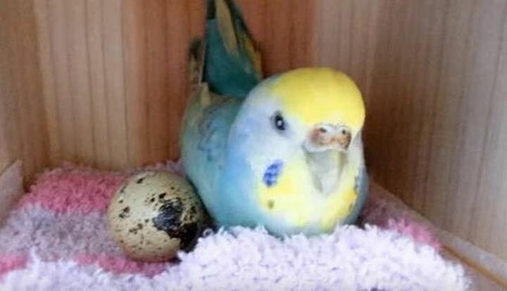 Из перепелиного яйца в клетке попугая вылупилась маленькая перепелка