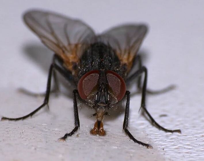 Больничных мух признали переносчиками опасных бактерий