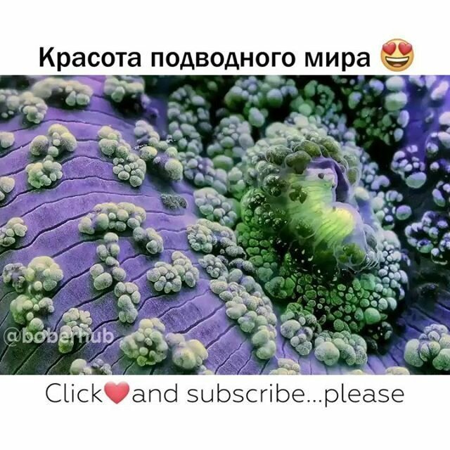 Подводный мир