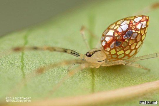 Необычная разновидность паука Mirror Spider, тело которого покрыто зеркальным...