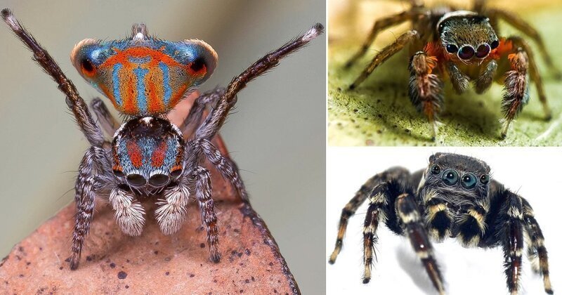 Арахнофобы, отвернитесь: обнаружены 5 новых видов пауков-скакунов