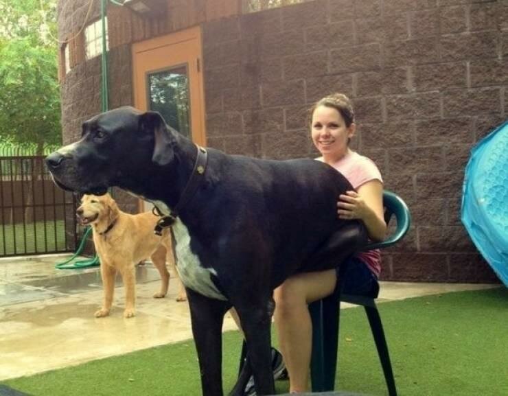 30 огромных собак, которые не догадываются о том, насколько они большие