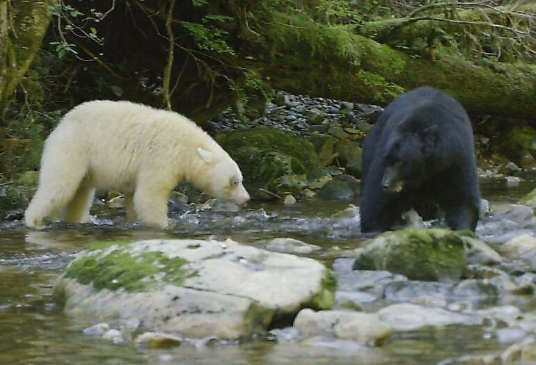 Белая кермодская медведица защитила своё потомство от слишком любопытного самца