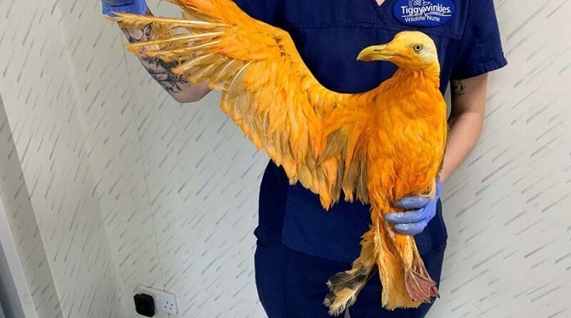 В Англии ветеринарам принесли экзотическую птицу, которая оказалась упавшей в приправу чайкой