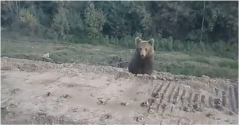 Молодой медведь атаковал пытавшихся покормить его людей