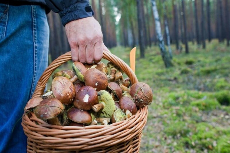 В России могут ввести налог на сбор грибов, ягод и лекарственных трав