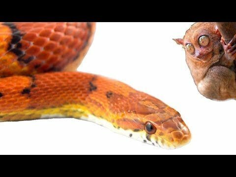 Как кусает змея