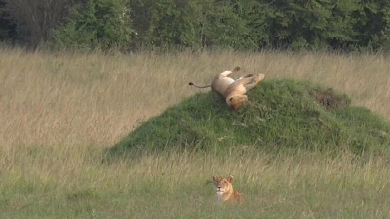 В Кении засняли льва, катающегося с горки