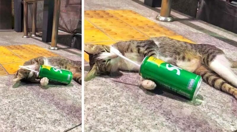 Лежавшая возле метро с банкой газировки кошка напомнила женщине не дошедшего до дома выпивоху