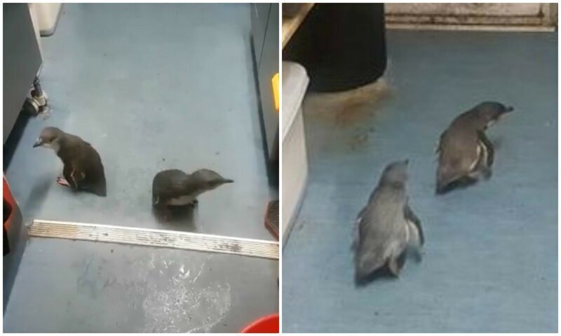 В Новой Зеландии полиция "задержала" двух пингвинов, которые забрели в суши-бар