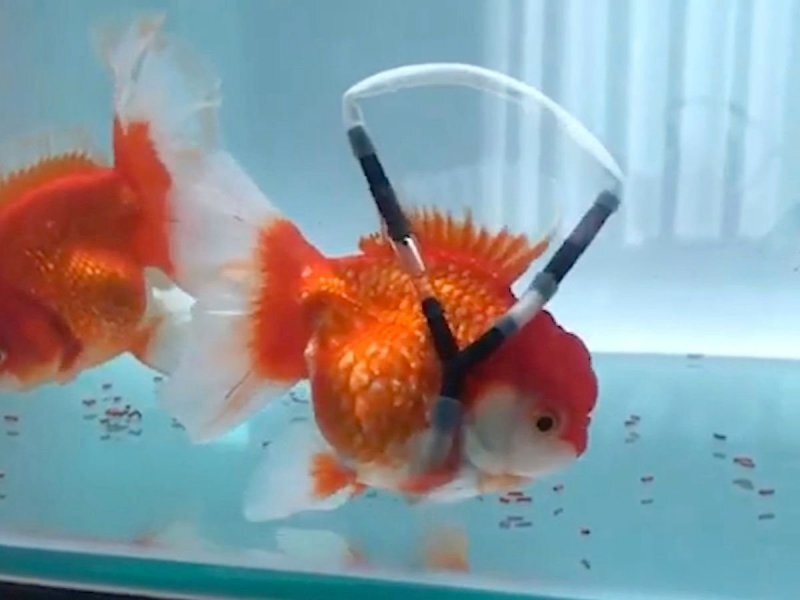 Золотая рыбка в "инвалидной коляске" заново учится плавать