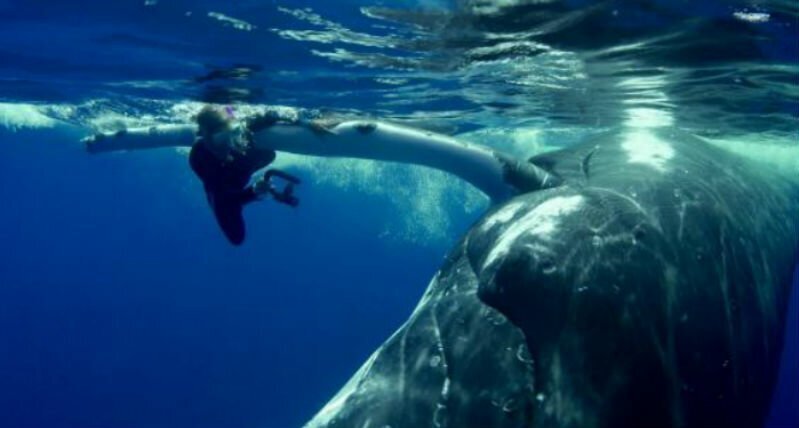 22-тонный кит спас дайвершу от акулы, спрятав ее под плавником