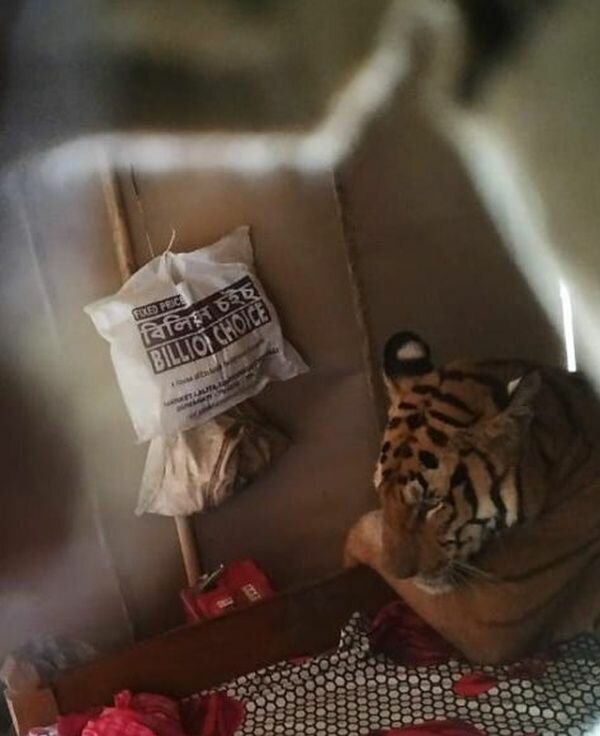 Тигрица забралась в дом и отдохнула на кровати