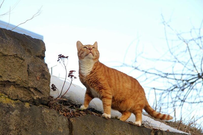 Старший сотрудник Выборгского замка: кот, у которого есть трудовая книжка