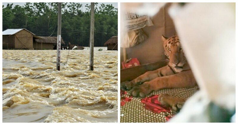 В Индии обессиленная тигрица пришла в дом и проспала на кровати целый день
