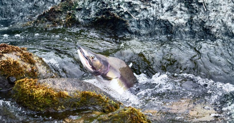В Норвегии началось вторжение «русских лососей»