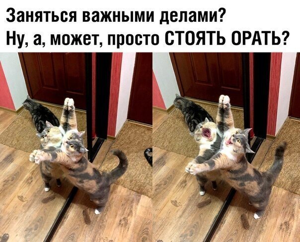 Прикольные и смешные картинки