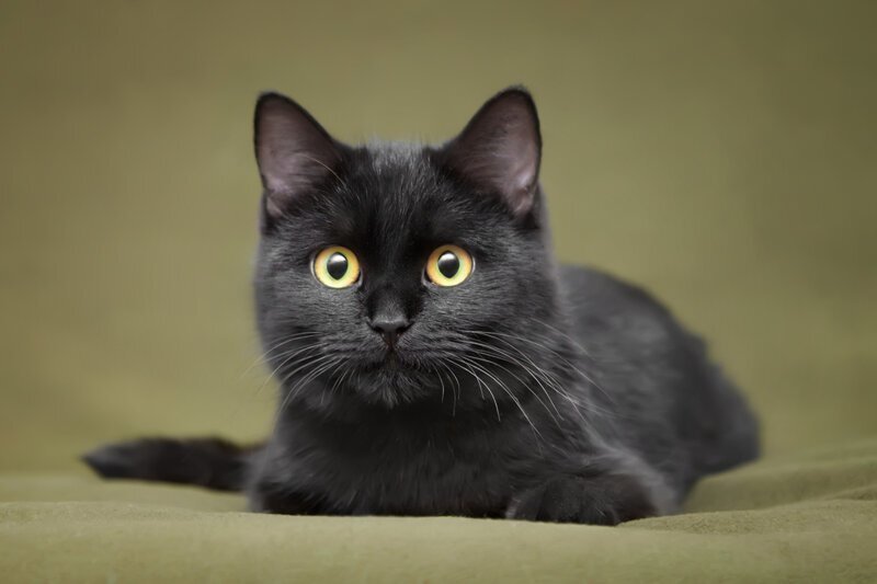 Почему черная кошка - плохая примета?