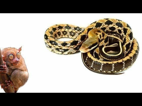 Реакция змеи на резкие движения