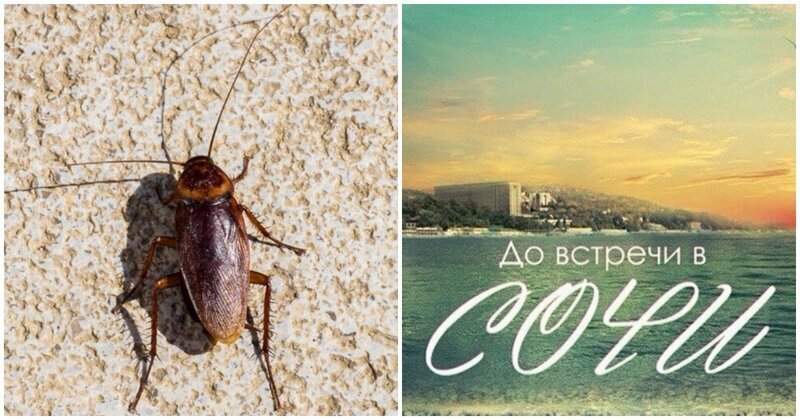 Они приживутся: на улицах Сочи появились летающие тараканы-гиганты