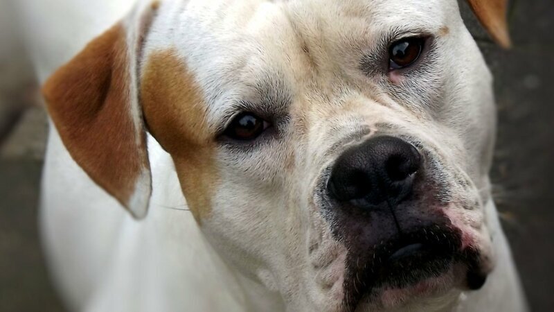 Какие породы собак в России признали очень опасными?