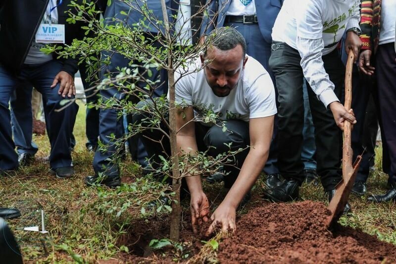 Эфиопия посадила 350 миллионов деревьев за день и побила рекорд