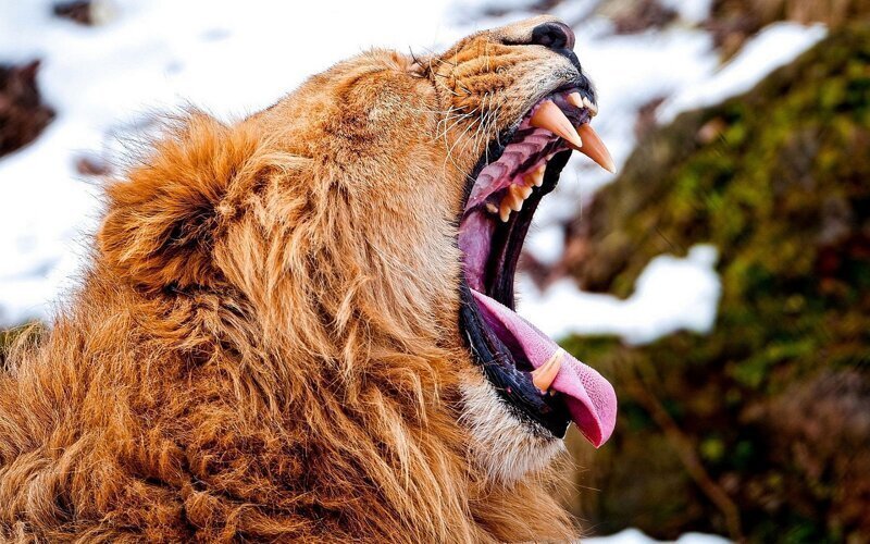 Почему льва называют царем зверей?