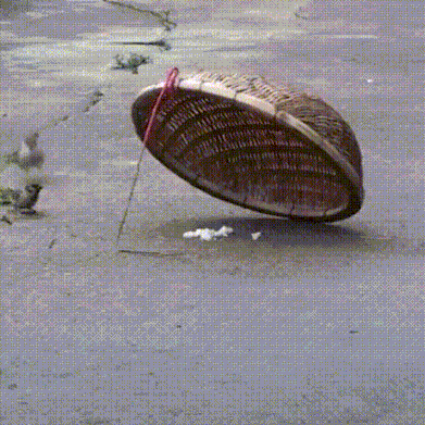 Влюбленная парочка