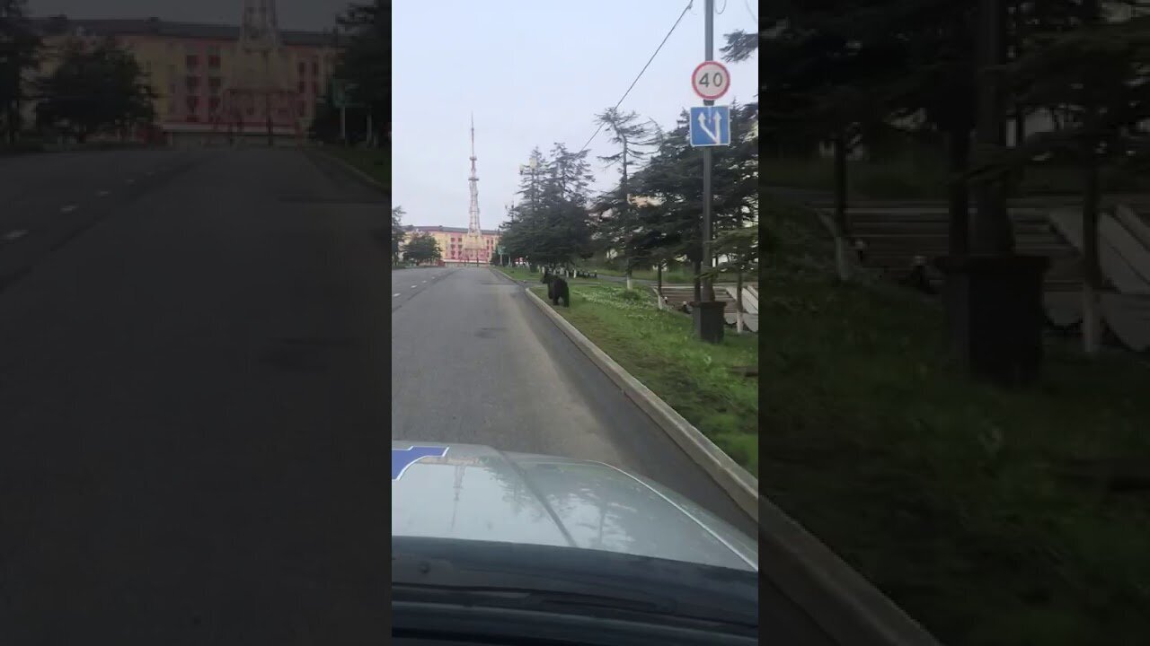 Медведь в центре Магадана