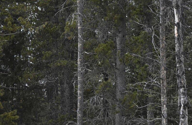 Фотограф заснял сову на дереве, и маскировке этой птички позавидует любой ниндзя