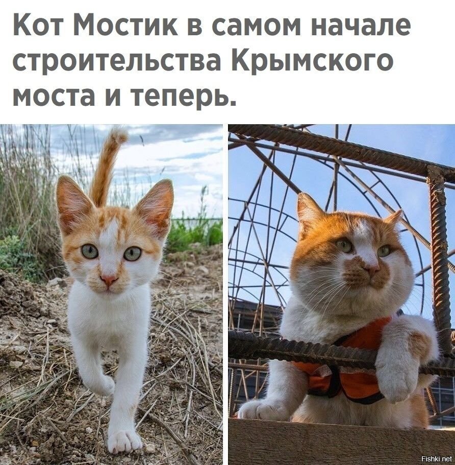 Потом отчитаются:на корм кота ушло 18 миллионов рублей