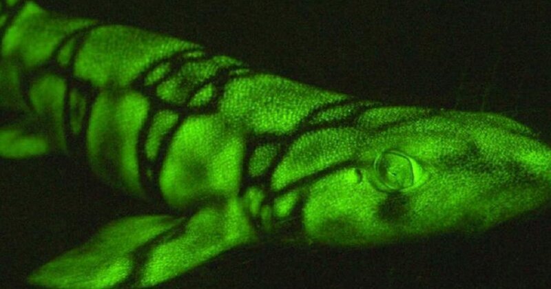 Ученые выявили у глубоководных акул новый механизм флуоресценции