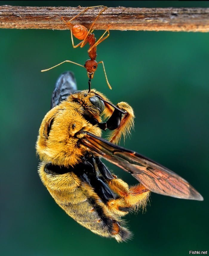 Муравей держит пчелу в 40 раз тяжелее, чем он сам