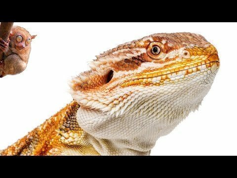 Животные, которые выжили, чего не смогли динозавры